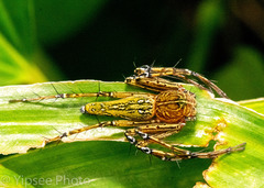 Hamadruas hieroglyphica