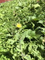 Sonchus oleraceus