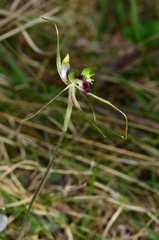 Caladenia atrovespa