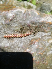 Polydesmus collaris