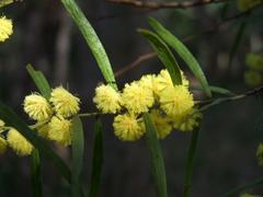 Acacia leprosa