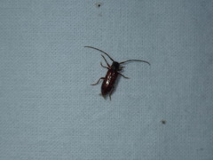 Eupogonius tomentosus