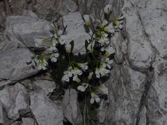 Arabis pumila