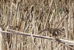 Acrocephalus schoenobaenus