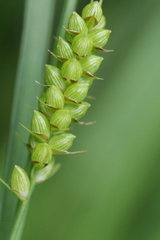 Carex conoidea
