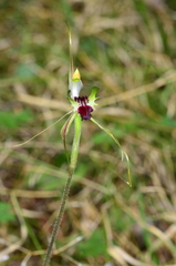 Caladenia atrovespa