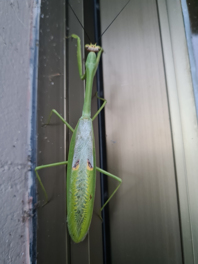 Stagmatoptera septentrionalis