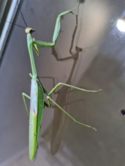 Stagmatoptera septentrionalis