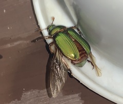Chrysina lecontei