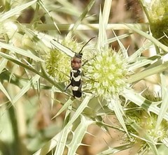 Chlorophorus trifasciatus