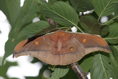 Antheraea formosana