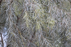 Acacia pendula