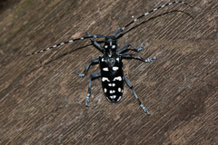 Anoplophora macularia