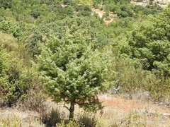 Lavandula pedunculata