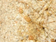 Petrorhagia prolifera