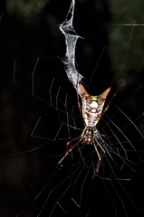 Micrathena spinosa