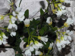 Arabis pumila