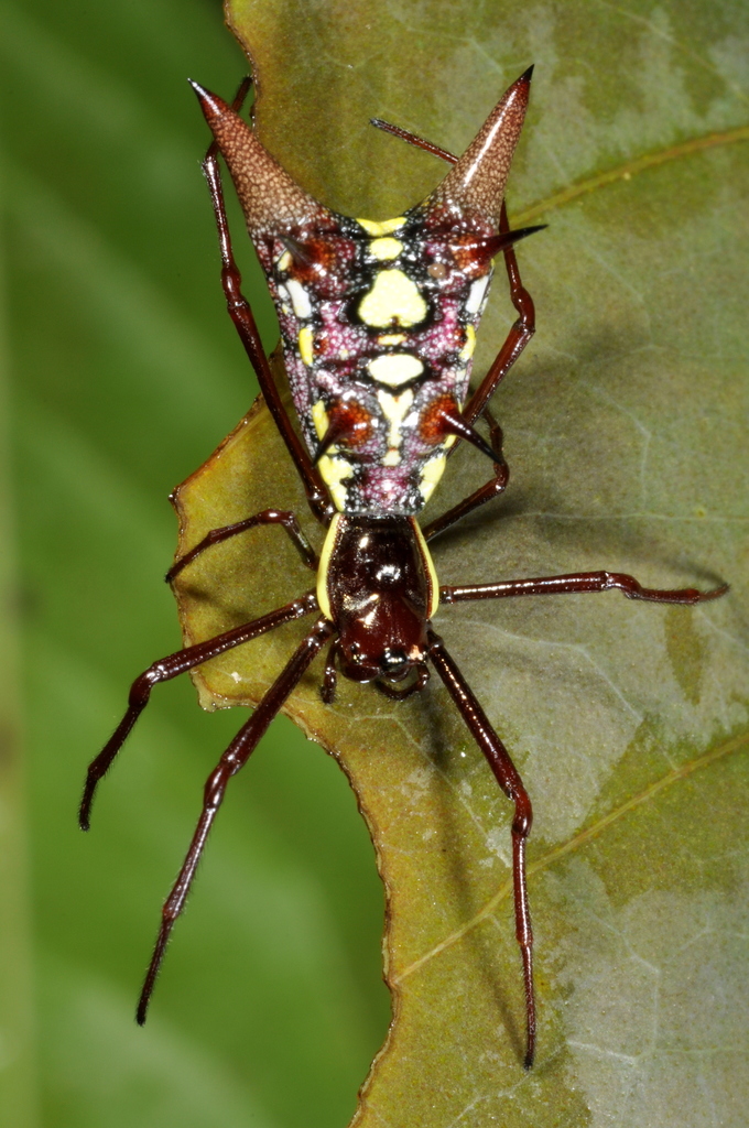 Micrathena spinosa