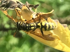 Polistes gallicus