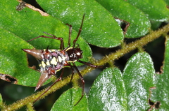 Micrathena spinosa