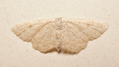 Idaea belemiata