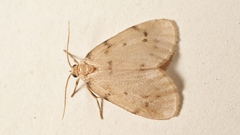 Paidia rica