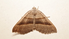 Scotopteryx
