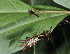 Micrathena spinosa