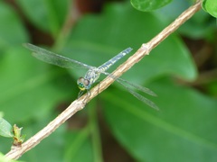 Chalcostephia flavifrons