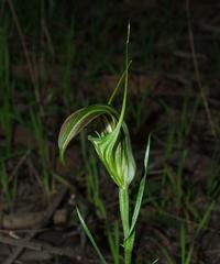 Pterostylis grandiflora