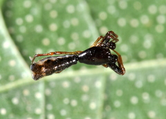 Micrathena spinosa