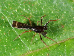 Micrathena spinosa