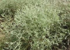 Ceratocarpus arenarius