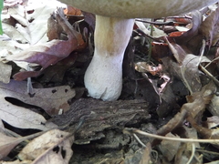 Tylopilus indecisus