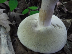 Tylopilus indecisus