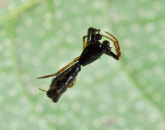 Micrathena spinosa