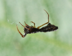 Micrathena spinosa