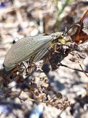 Myrmecaelurus trigrammus