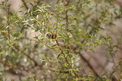Acacia acinacea