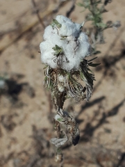 Rhopalomyia saissanica