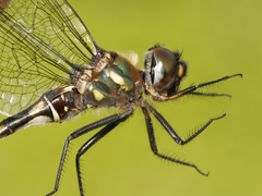 Somatochlora forcipata