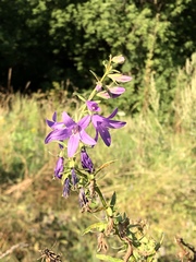 Campanula rapunculoides
