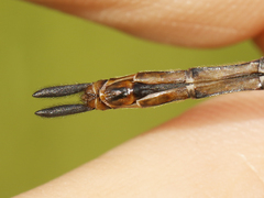 Somatochlora forcipata