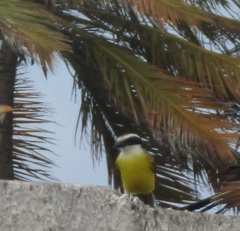 Pitangus sulphuratus