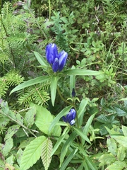 Gentiana linearis
