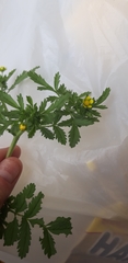 Potentilla supina