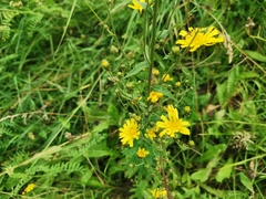 Hieracium umbellatum