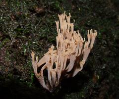 Artomyces austropiperatus