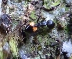 Crematogaster schencki