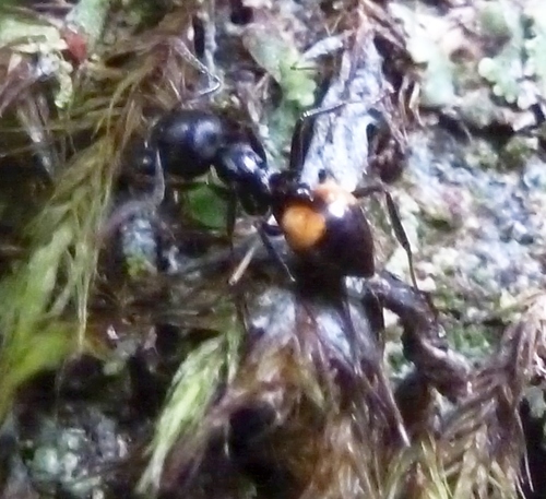 Crematogaster schenckiCrematogaster schencki